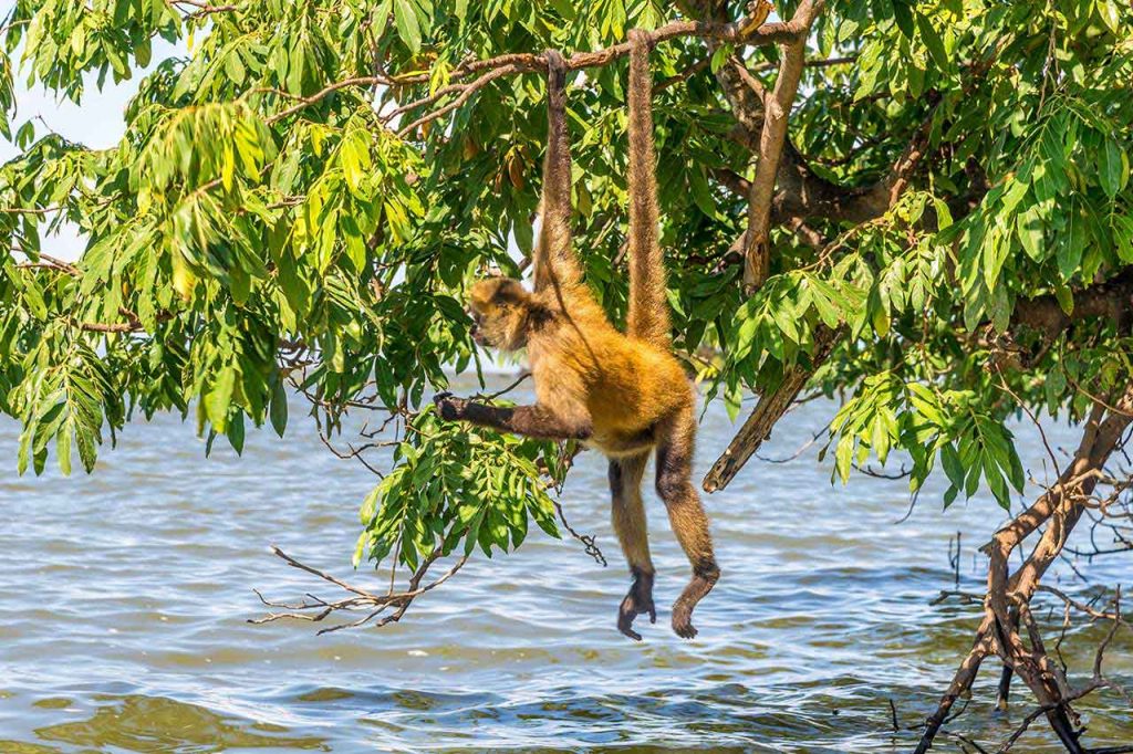 Plan Your Nicaragua Adventure Alive Beach House